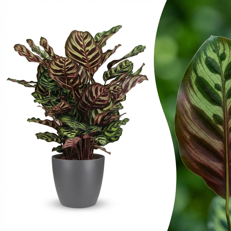 Green boutiQ - Kamerplant - Pauwenplant - Calathea Makoyana - Groen - Weinig onderhoud - 1 Plant - met Potter Grijs - Pot 19cm - Hoogte 70cm