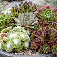 12x - Sempervivum Big Sam - Ø7cm - ↕10-12cm