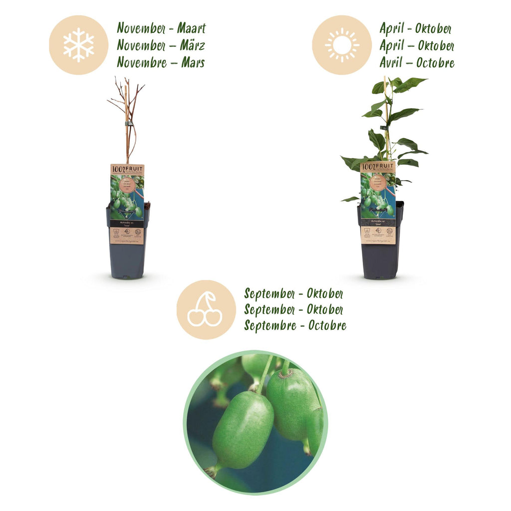Green boutiQ - Actinidia arguta Issai - Actinidier - Autofertile - Fruit vert - 2 plantes - Pot 15 cm - Hauteur 50 cm