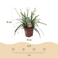 Green boutiQ - Siergrassen - Carex oshimensis Intense Green - Groen - 4 Planten - Bladhoudend - Weinig Onderhoud - Pot 17cm Hoogte 50cm