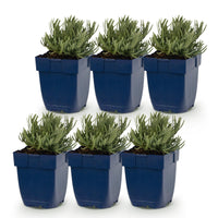 Green boutiQ - Vasteplant - Lavandula ang. Rosea - Lavendel - Geurend - Roze - 6 Planten - Pot 11cm - Hoogte 15-25cm