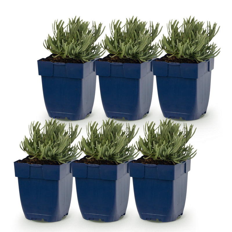 Green boutiQ - Vasteplant - Lavandula ang. Rosea - Lavendel - Geurend - Roze - 6 Planten - Pot 11cm - Hoogte 15-25cm