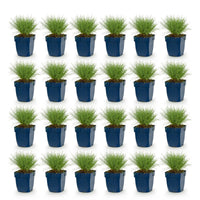 Green boutiQ - Vasteplant - Festuca glauca - Blauwgras - Groenblijvend - Blauw - 24 Planten - Pot 11cm - Hoogte 15-25cm