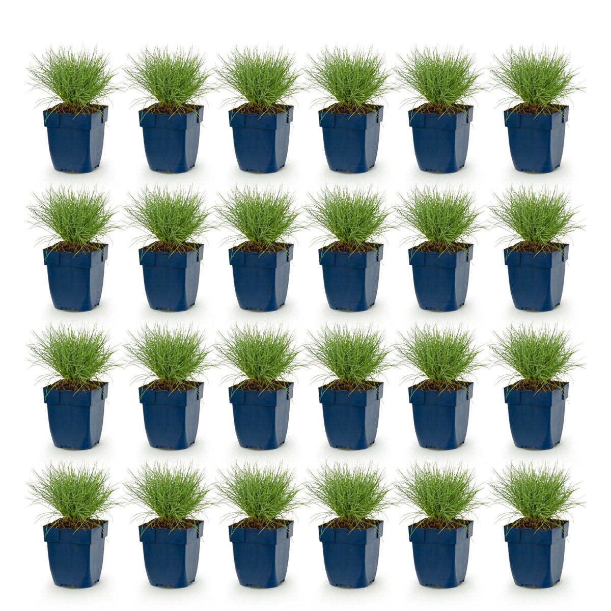 Green boutiQ - Plante vivace - Festuca glauca - Fétuque bleue - Persistant - Bleu - 24 Plantes - Pot 11cm - Hauteur 15-25cm