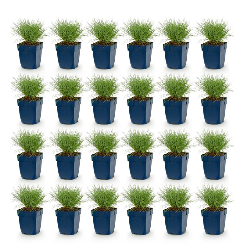 Green boutiQ - Vasteplant - Festuca glauca - Blauwgras - Groenblijvend - Blauw - 24 Planten - Pot 11cm - Hoogte 15-25cm