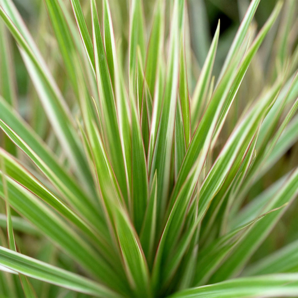 Green BoutiQ - Green is... Plantes d'intérieur - Dracaena Marginata Bicolor - Dragonnier - Entretien facile - Vert - 2 Plantes - Pot 17cm - Hauteur 70-75cm