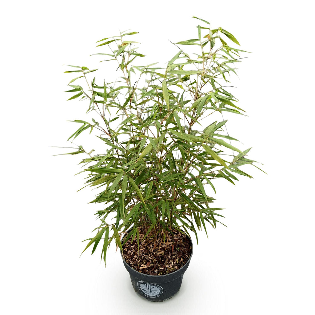 Green boutiQ - Graminées - Fargesia scabrida Asian Wonder - Bambou non traçant - Persistant - Vert - 1 plante - Pot 23 cm - Hauteur 80 cm