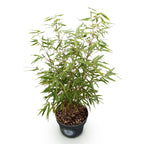 Green boutiQ - Graminées - Fargesia scabrida Asian Wonder - Bambou non traçant - Persistant - Vert - 1 plante - Pot 23 cm - Hauteur 80 cm