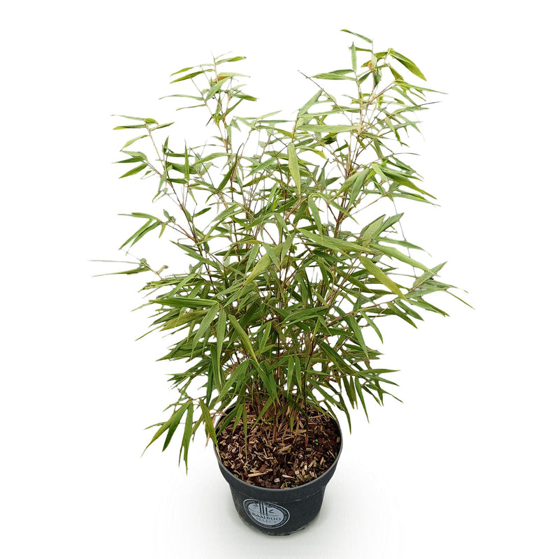 Green boutiQ - Grassen - Fargesia scabrida Asian Wonder - Niet Woekerende Bamboe - Bladhoudend - Groen - 1 Plant - Pot 23 cm - Hoogte 80 cm
