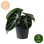 Alocasia Ninja - Ninja Elephant Ear - Black - Tropical - Ø6cm - ↕10cm