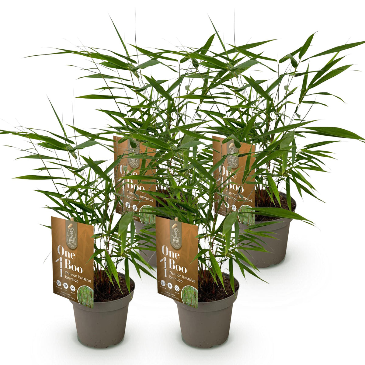 Green boutiQ - Grassen - Fargesia Asian Wonder - Niet Woekerende Bamboe - Bladhoudend - Groen - 4 Planten - Pot 14 cm - Hoogte 35 cm