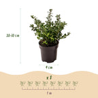 Green boutiQ - 24x Ilex crenata Stokes - Houx japonais - Plantes de haie - Persistant - Vert - Pot 9cm - Hauteur 20-30cm