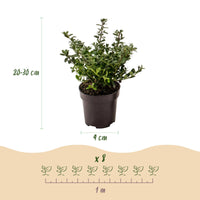 Green boutiQ - 24x Ilex crenata Stokes - Japanse Hulst - Haagplanten - Groenblijvend - Groen - Pot 9cm - Hoogte 20-30cm