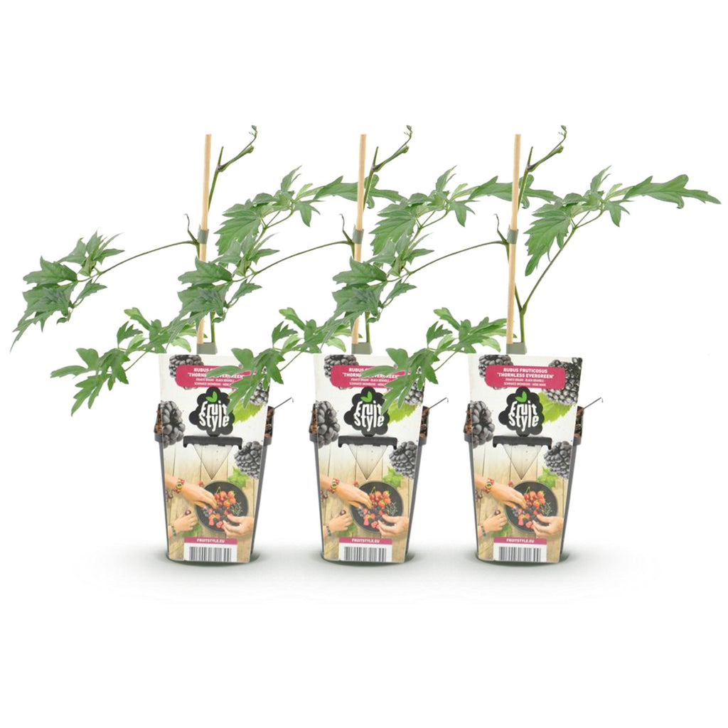 Green boutiQ - Plants fruitiers - Ronce toujours verte - Rubus Thornless Evergreen - Rustique - 3 plantes - Pot 9 cm - Mûre noire