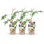 Green boutiQ - Plants fruitiers - Ronce toujours verte - Rubus Thornless Evergreen - Rustique - 3 plantes - Pot 9 cm - Mûre noire