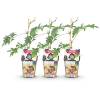 Green boutiQ - Fruitplanten - Groenblijvende Braam - Rubus Thornless Evergreen - Winterhard - 3 Planten - Pot 9 cm - Zwarte Braam