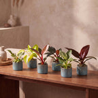 6x Baby Philodendron Family - White - Pink - Yellow - Green - Red - Tropical - incl. Linnea Misty Blue - Ø6cm - ↕10-15cm