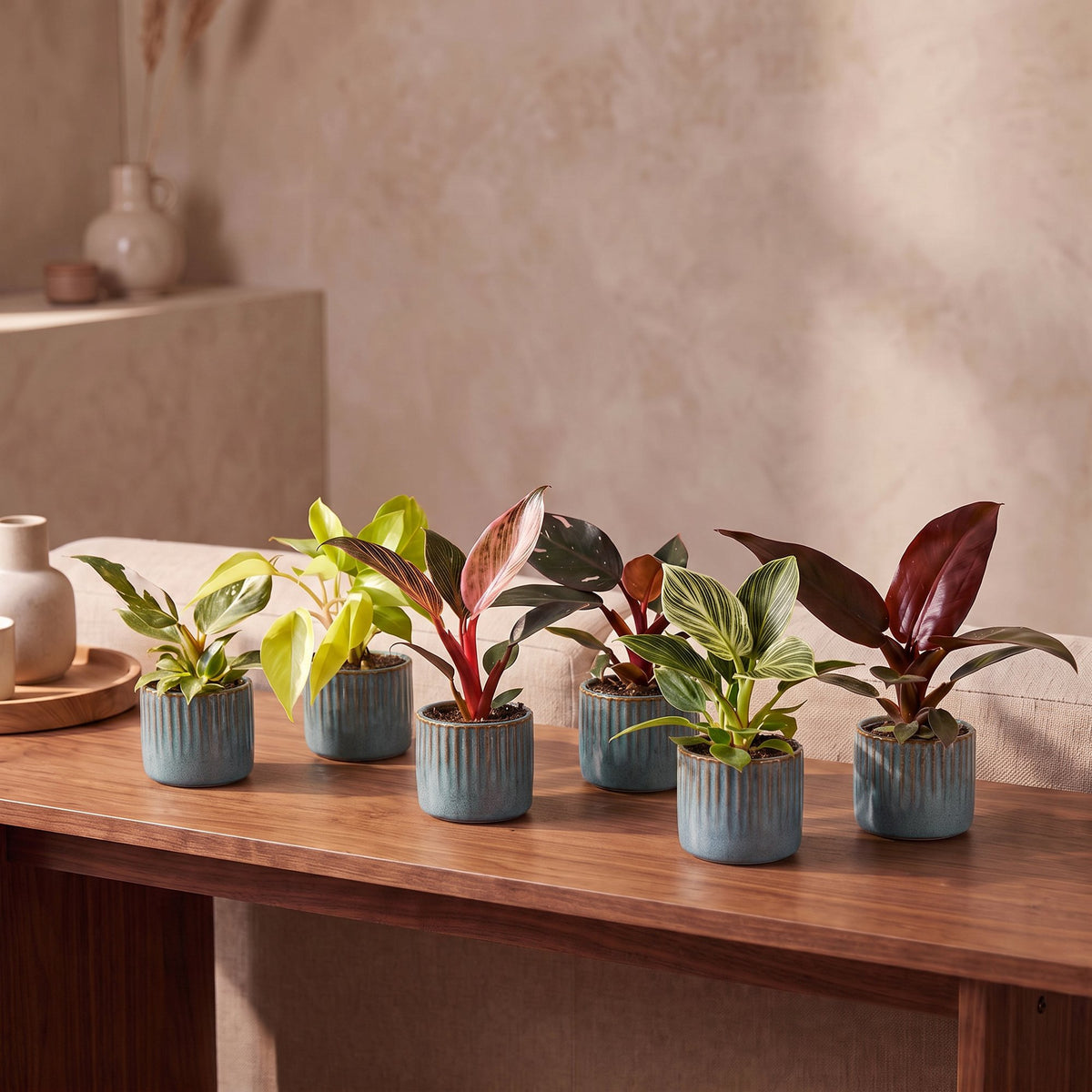 6x Baby Philodendron Family - White - Pink - Yellow - Green - Red - Tropical - incl. Linnea Misty Blue - Ø6cm - ↕10-15cm
