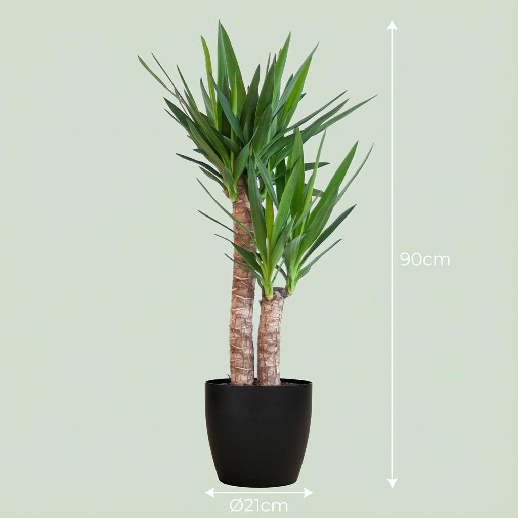 Green boutiQ - Plante d'intérieur - Yucca - Yucca Elephantipes - Vert - Peu d'entretien - 1 plante - avec pot blanc - Pot 21cm - Hauteur 80 - 90cm
