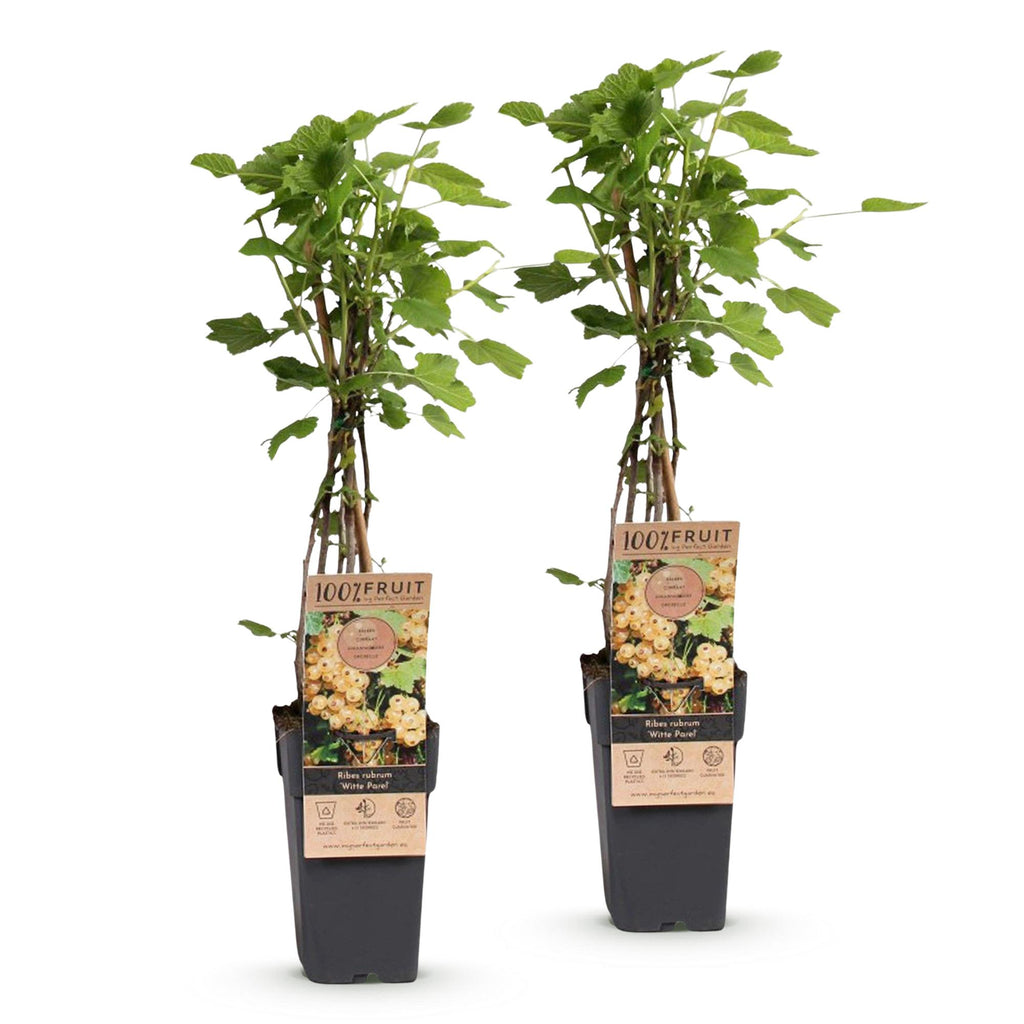 Green boutiQ - Plant fruitier - Ribes rubrum Witte Parel (Groseillier blanc) - Plant de baies - Rustique - Groseille blanche - 2 plantes - Pot 15cm - Hauteur 50cm