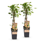 Green boutiQ - Plant fruitier - Ribes rubrum Witte Parel (Groseillier blanc) - Plant de baies - Rustique - Groseille blanche - 2 plantes - Pot 15cm - Hauteur 50cm