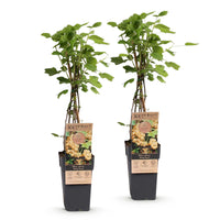 Green boutiQ - Fruitplant - Ribes rubrum Witte Parel - Bessenplant - Winterhard - Witte Bes - 2 Planten - Pot 15cm - Hoogte 50cm