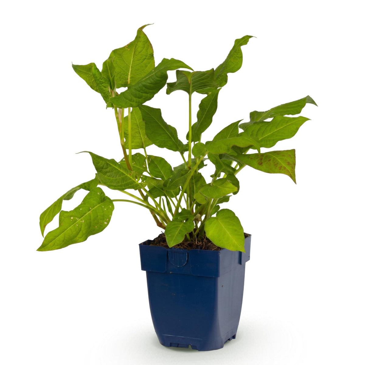 Green boutiQ - Vasteplant - Persicaria amplexicaulis - Duizendknoop - Schaduw - Rood - 1 Plant - Pot 11cm - Hoogte 15-25cm