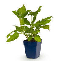 Green boutiQ - Vasteplant - Persicaria amplexicaulis - Duizendknoop - Schaduw - Rood - 1 Plant - Pot 11cm - Hoogte 15-25cm