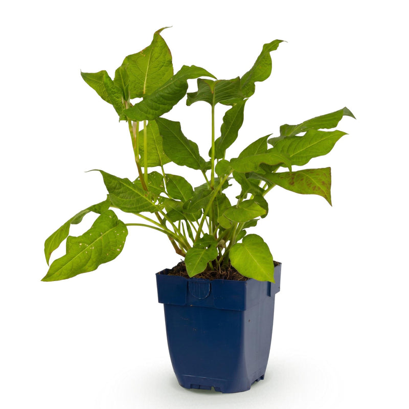Green boutiQ - Vasteplant - Persicaria amplexicaulis - Duizendknoop - Schaduw - Rood - 1 Plant - Pot 11cm - Hoogte 15-25cm