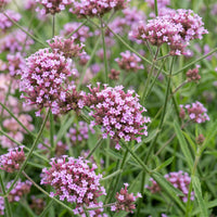 Green boutiQ - Vasteplant - Verbena bonariensis Lollipop - Ijzerhard - Bijen en Vlinderlokkers - Paars - 12 Planten - Pot 11cm - Hoogte 15-25cm