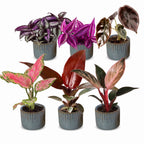 6x Baby Paradise Mix - Various colours - Tropical - incl. Linnea Misty Blue - Ø6cm - ↕10-15cm