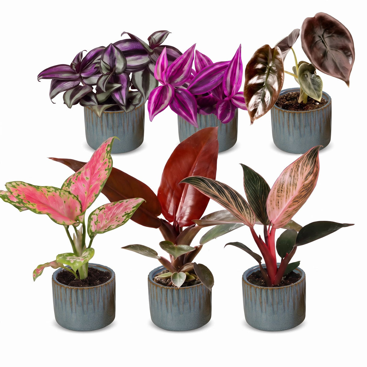 6x Baby Paradise Mix - Various colours - Tropical - incl. Linnea Misty Blue - Ø6cm - ↕10-15cm