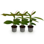 Green boutiQ - Plante de jardin - Magnolia grandiflora - Fleur blanche - 3 plantes - Persistant - Peu d'entretien - Pot 12 cm Hauteur 30 cm