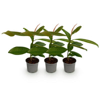 Green boutiQ - Tuinplant - Magnolia grandiflora - Bloem Wit - 3 Planten - Bladhoudend - Weinig Onderhoud - Pot 12cm Hoogte 30cm