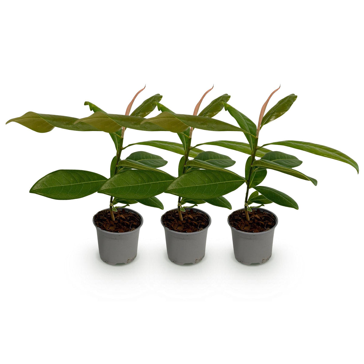 Green boutiQ - Plante de jardin - Magnolia grandiflora - Fleur blanche - 3 plantes - Persistant - Peu d'entretien - Pot 12 cm Hauteur 30 cm