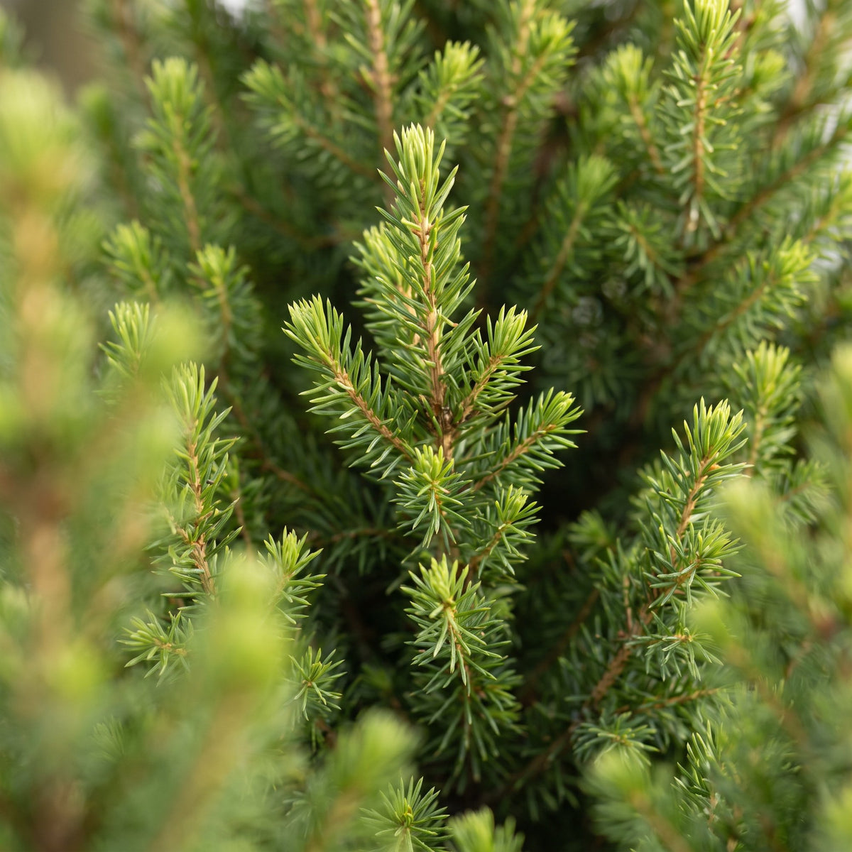 2x Picea glauca Conica - Dwarf Alberta Spruce - Green - Christmas tree - incl. jute bag - Ø19cm - ↕65cm