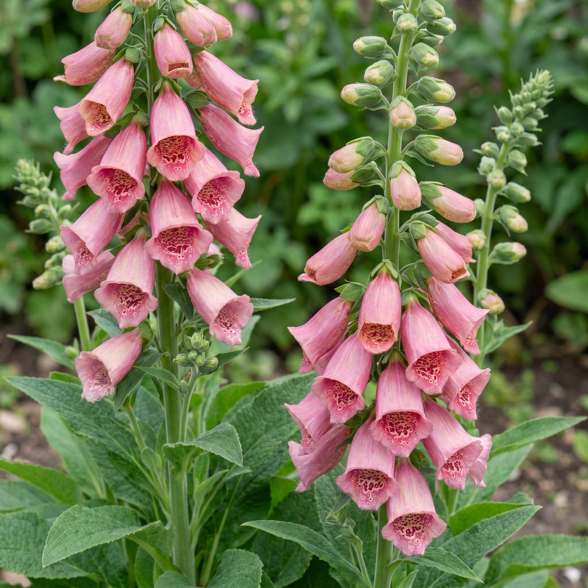 Green boutiQ - Plante vivace - Digitalis mertonensis - Digitale - Ombre - Rose - 6 plantes - Pot 11cm - Hauteur 15-25cm