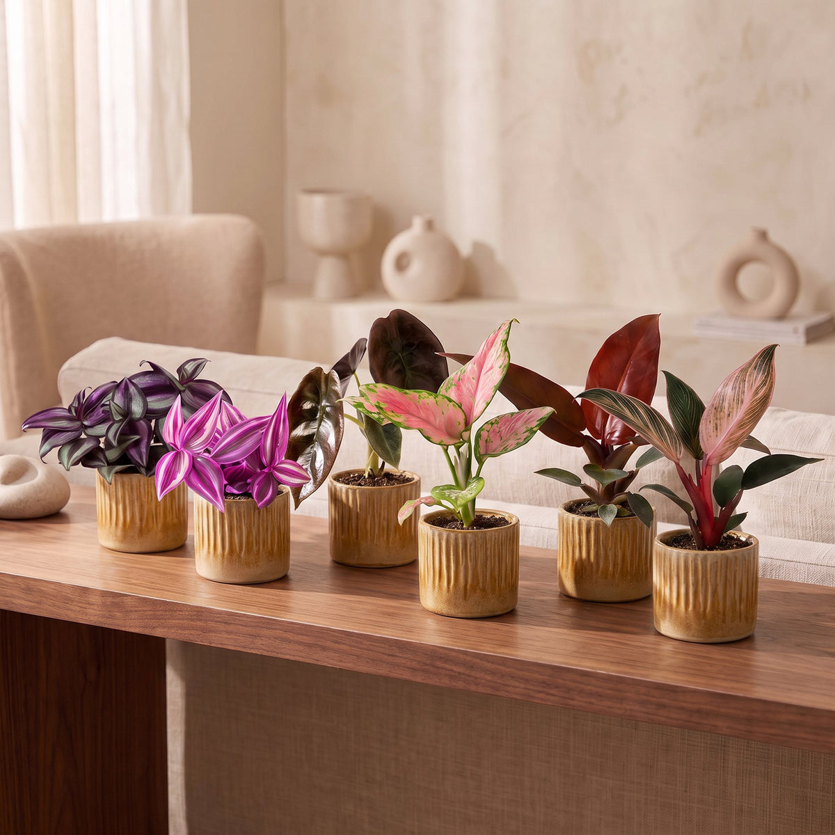 6x Baby Paradise Mix - Various colours - Tropical - incl. Linnea Honey - Ø6cm - ↕10-15cm