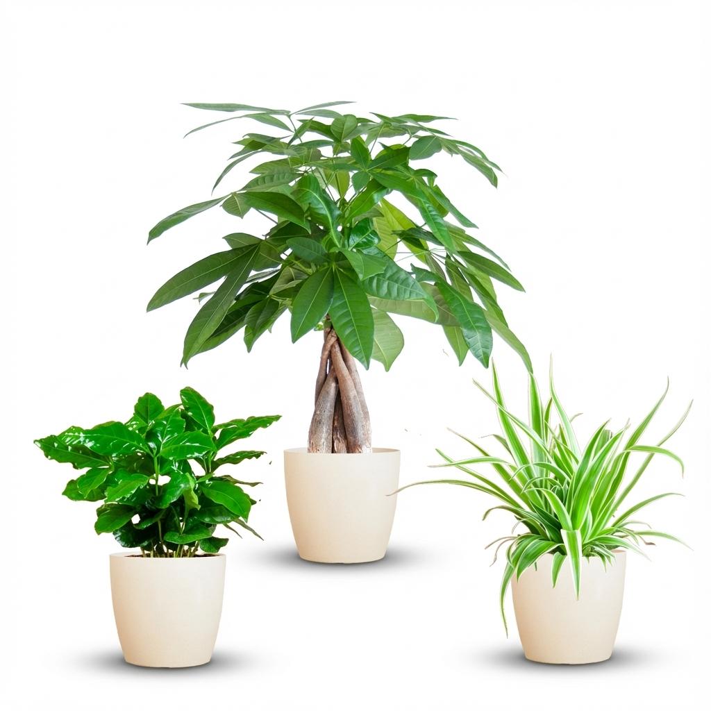 Green boutiQ - Mélange de 3 plantes d'intérieur faciles - Pachira Aquatica, Coffea Arabica, Chlorophytum - Vert - Peu d'entretien - 3 plantes - avec cache-pot blanc - Pot 12 - 14 cm - Hauteur 25 - 45 cm