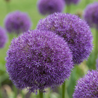2x Allium Pinball Wizard - Sierui Toverbal - Paars - Zomerbloeier - Bolmaat 18/20