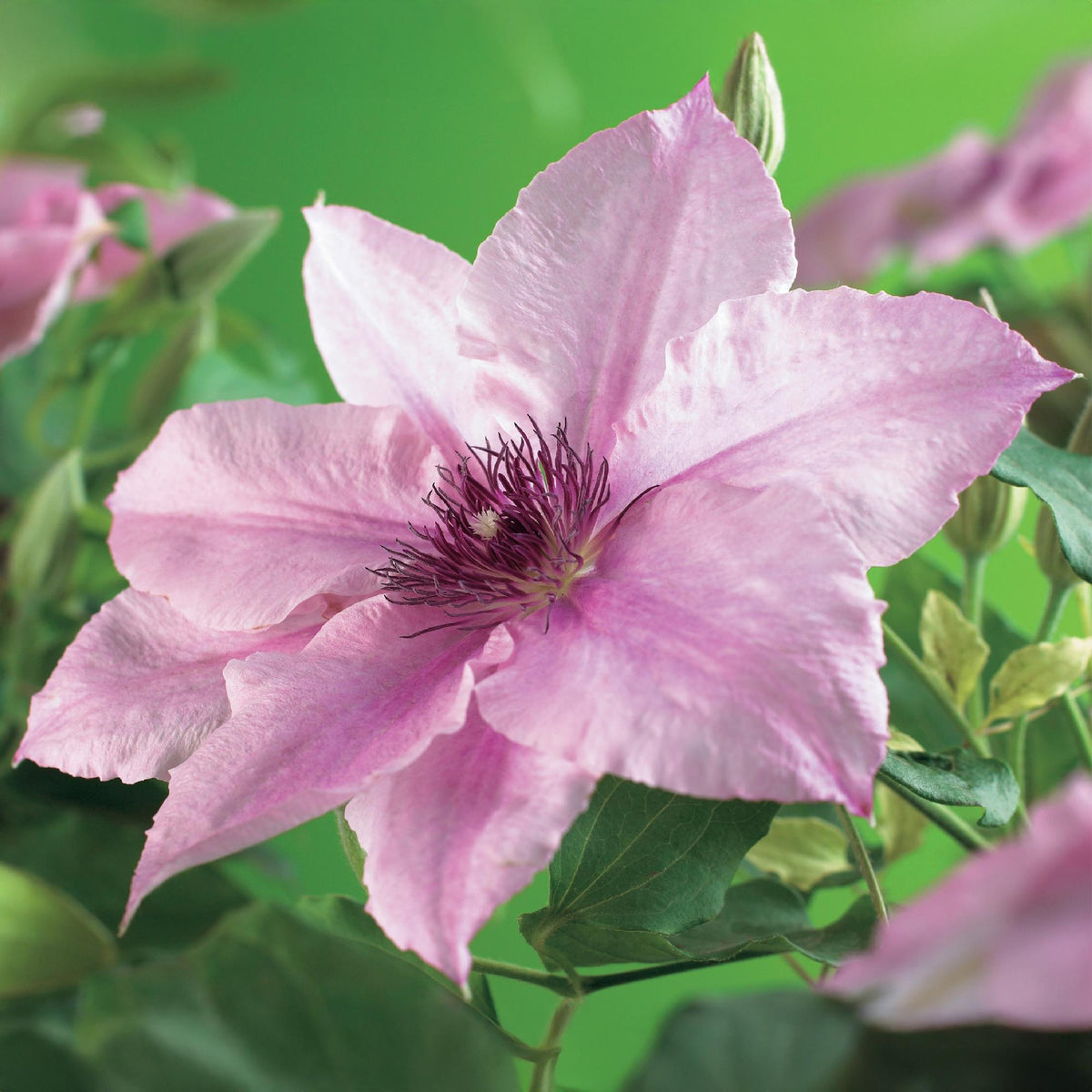 Green boutiQ - Plante grimpante - Clématite Pink Fantasy - Fleur rose - Peu d'entretien - 2 plantes - Pot 11cm Hauteur 40cm