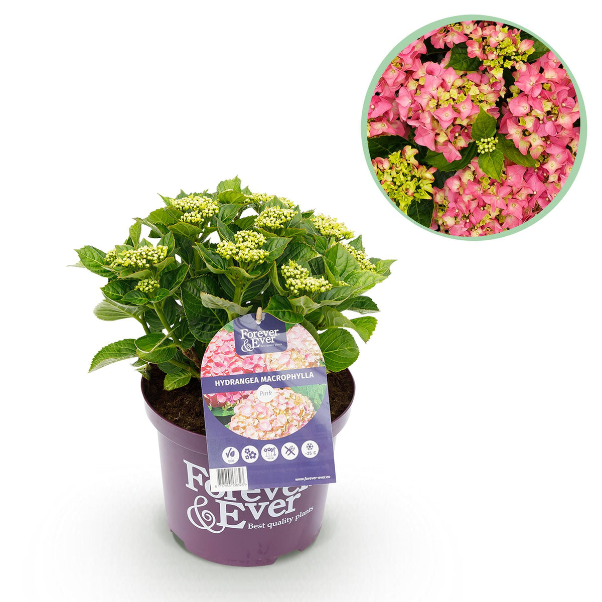 Green boutiQ - Plante de terrasse - Hortensia - Hydrangea Forever & Ever - Rose - 7-12 fleurs - Pot 23 cm Hauteur 55 cm