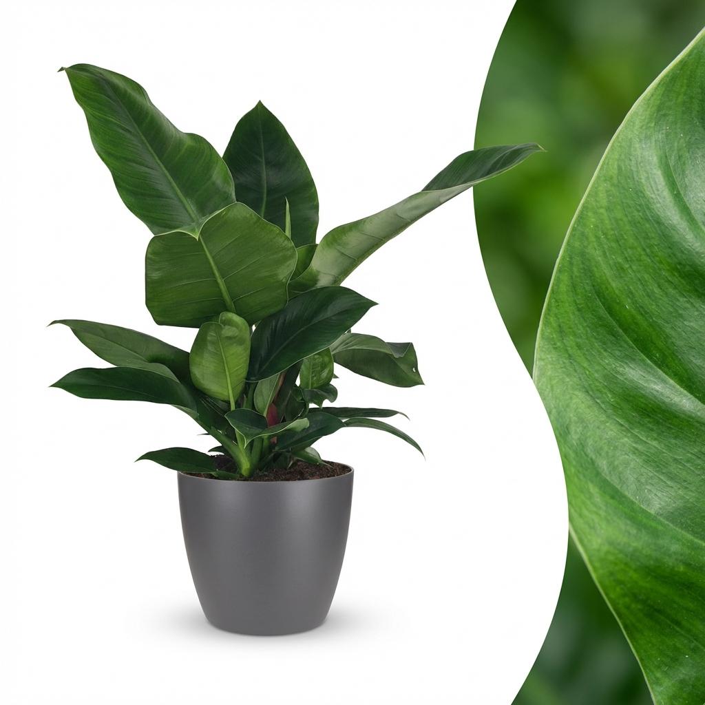 Green boutiQ - Plante d'intérieur - Philodendron - Philodendron Imperial Green - Vert - Entretien facile - 1 plante - avec pot gris - Pot 19cm - Hauteur 65cm