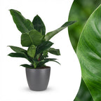 Green boutiQ - Plante d'intérieur - Philodendron - Philodendron Imperial Green - Vert - Entretien facile - 1 plante - avec pot gris - Pot 19cm - Hauteur 65cm