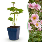 Green boutiQ - Plante vivace - Anemone hybr. Kön. Charlotte - Anémone du Japon - Ombre - Rose - 1 plante - Pot 11cm - Hauteur 15-25cm