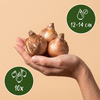 Green boutiQ - Bloembollen - Narcis Double mix - Kleur Geel en Wit - 10 stuks - Bolmaat 12/14 - XXL Pack - foto 3