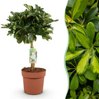 Green BoutiQ - Green is... Plantes d'intérieur - Schefflera Gold Capelle - Arbre ombrelle - Peu d'entretien - Vert - 1 Plante - Pot 21cm - Hauteur 70-81cm