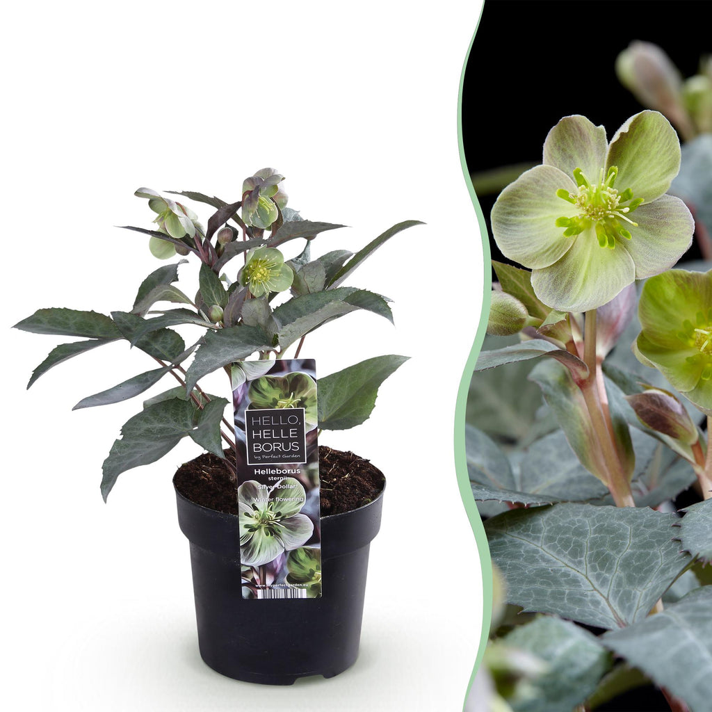 Green boutiQ - Plante de Jardin - Rose de Carême Helleborus sternii Silver Dollar - Fleur Verte - 1 Plante - Persistante - Pot 14cm Hauteur 35cm