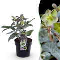 Green boutiQ - Plante de Jardin - Rose de Carême Helleborus sternii Silver Dollar - Fleur Verte - 1 Plante - Persistante - Pot 14cm Hauteur 35cm