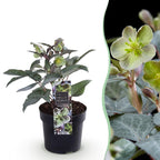 Green boutiQ - Plante de Jardin - Rose de Carême Helleborus sternii Silver Dollar - Fleur Verte - 1 Plante - Persistante - Pot 14cm Hauteur 35cm